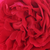 Roșu - Trandafiri târâtori și cățărători, Climber - Florentina ®
